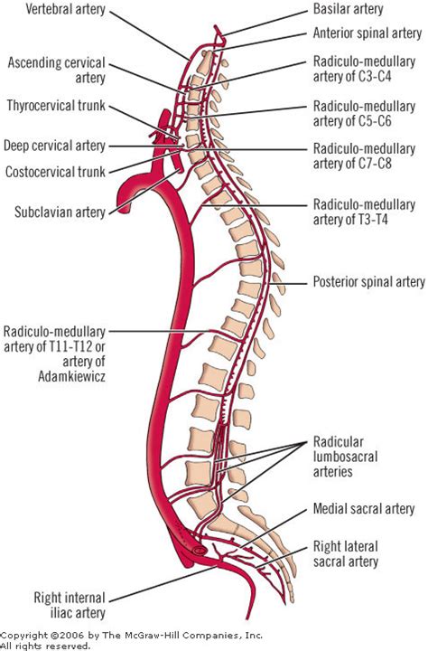 Blood Supply of Spinal Cord | Bone and Spine