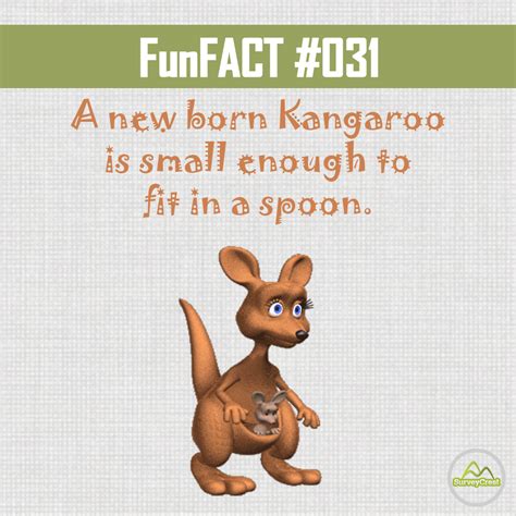 A new born Kangaroo is small enough to fit in a spoon. #DYK #funfacts ...