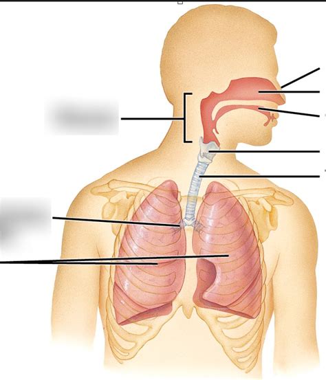 respiration organs Diagram | Quizlet