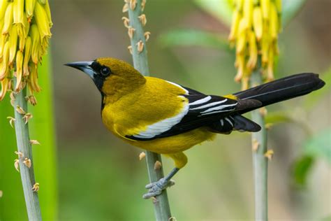 Jamaican Oriole (Icterus leucopteryx) III photo - Easton Rankine photos at pbase.com