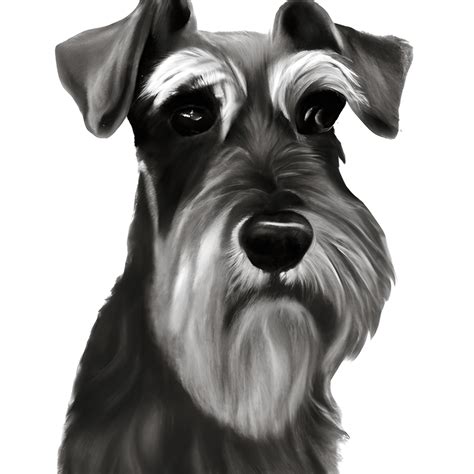 A Realistic Drawing of a Schnauzer · Creative Fabrica