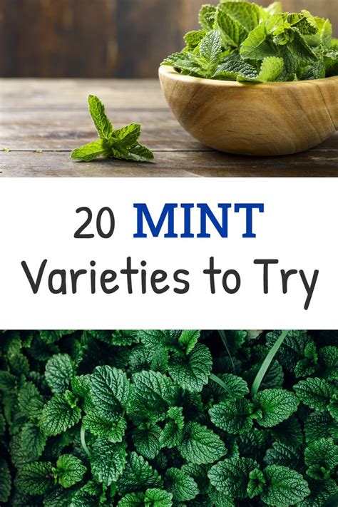 Types of Mint: 20 Mint Varieties to Grow At Home | Mint plants, Growing mint, Mint herb