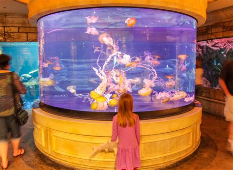 60 Fun Things to Do in Las Vegas with Kids - Kids Activities in Las Vegas | La Jolla Mom