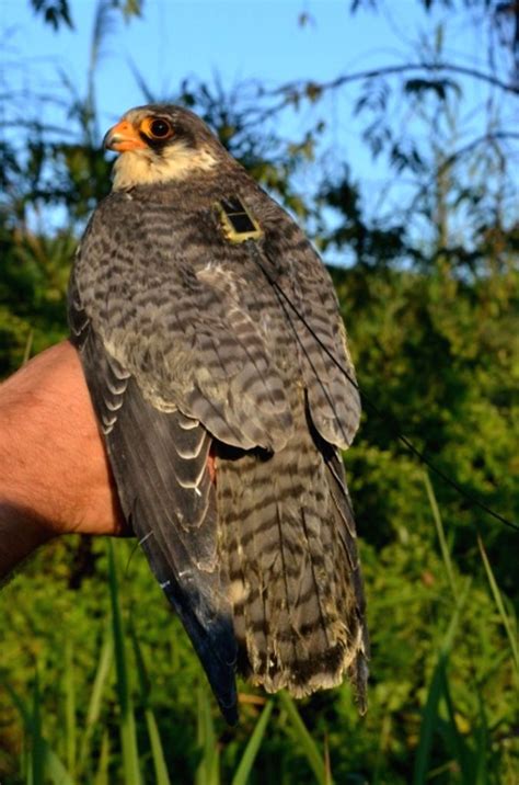 Free Photo: Falcon 'Longleng' reaches northeast, joy in Naga Hills