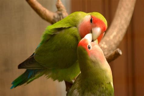 Top 10 Cute Small Parrots - Depth World Nature - Top 10 Cute Small Parrots