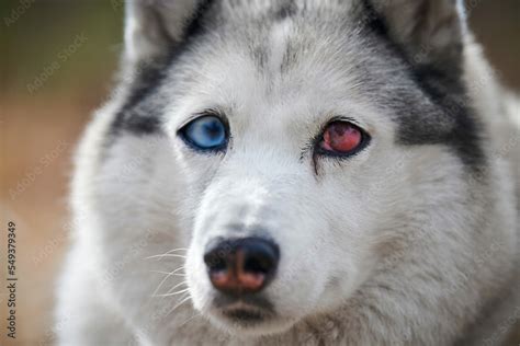 Siberian Husky dog with huge eyes, funny surprised Husky dog with confused big eyes, cute ...