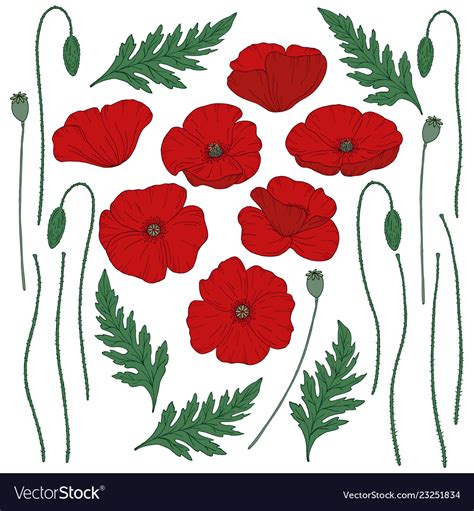 Red poppy flowers papaver green stems and leaves Vector Image