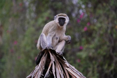 16 Wild Animals in Senegal [Wildlife in Senegal] - Kevmrc