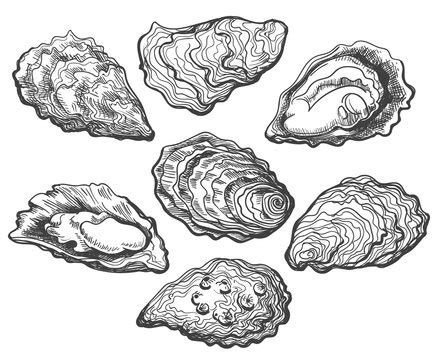 Oyster Graphic