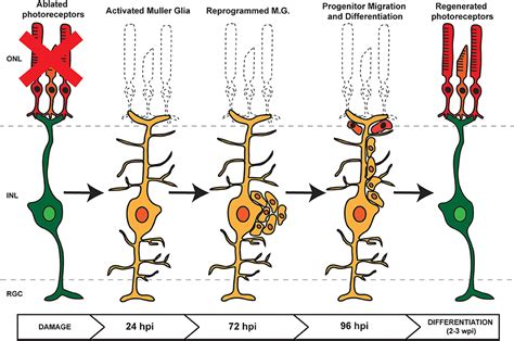 Frontiers | miRNAs and Müller Glia Reprogramming During Retina Regeneration