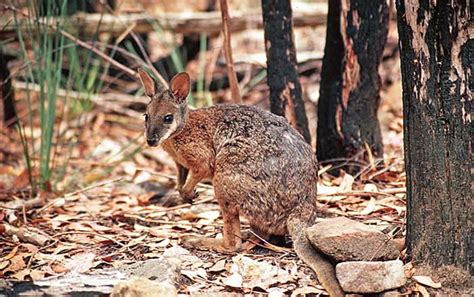 Macropodidae - kangaroos, wallabies | Wildlife Journal Junior