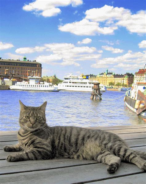 Cat in Stockholm;Sweden | Very friendly Swedish cat who live… | Flickr