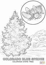 Colorado State Tree  Super Coloring coloring page sketch template