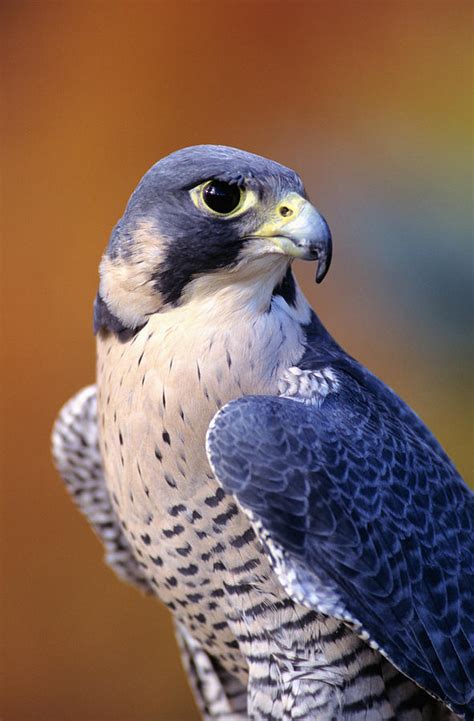 Peregrine Falcon Photograph by John Hyde - Printscapes - Fine Art America