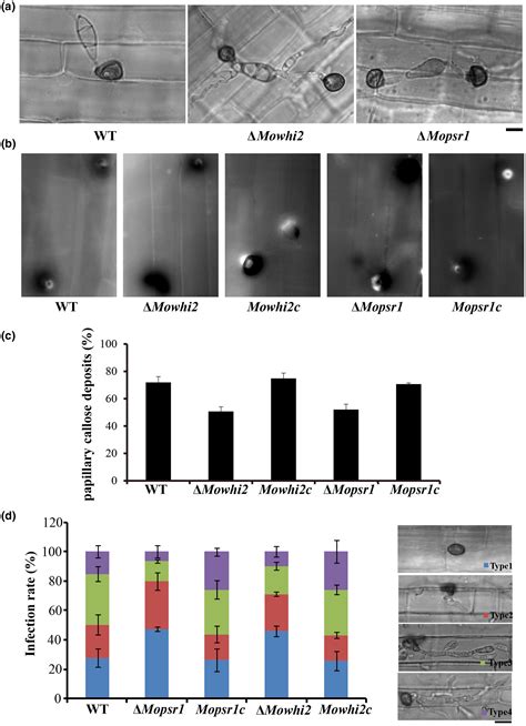 MoWhi2 regulates appressorium formation and pathogenicity via the MoTor signalling pathway in ...