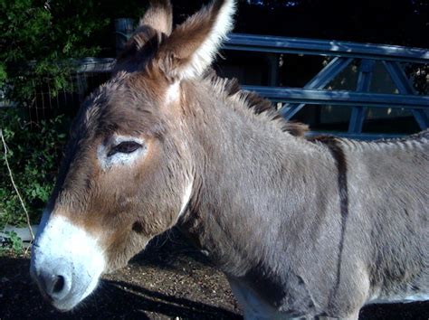 Houseplant Of The Week Donkey S Tail And Donkey Haircut Styles And Donkey haircut styles During ...