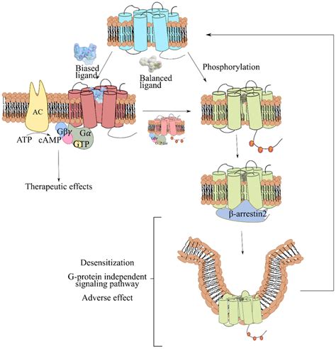 Specific signaling pathways in GPCR can be induced by different ...