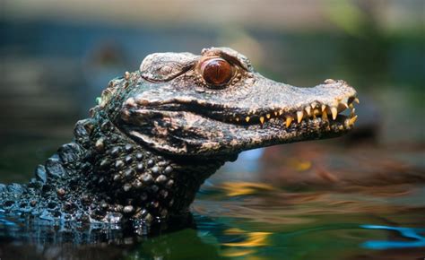 Cuvier's Dwarf Caiman (Paleosuchus palpebrosus) | about animals