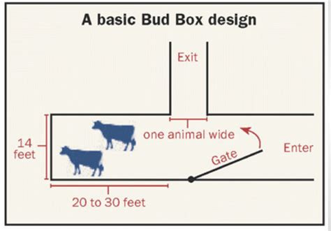 Cattle Behavior Flashcards | Quizlet