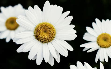 Download Nature Daisy HD Wallpaper