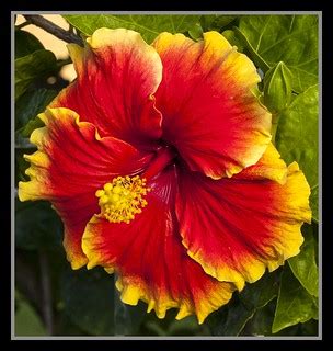 Red-Yellow Hibiscus-01= | Red-Yellow Hibiscus I am going bac… | Flickr