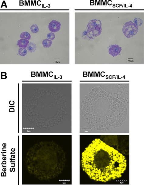 Expression of heparin in BMMC SCF/IL-4 . (A) Metachromatic granules in... | Download Scientific ...