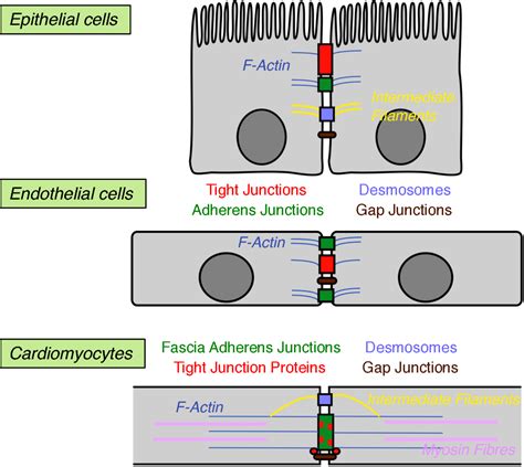 Desmosomes Tight Junctions And Gap Junctions