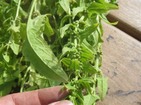 Village School Farm: 2013: Collecting Spinach Seeds. The Plant Cycle