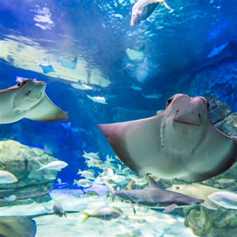 Ripley's Aquarium of Canada: Sharks After Dark Tickets