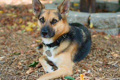 Chihuahua German Shepherd Mix: Dog Breed Info & Pictures | Hepper