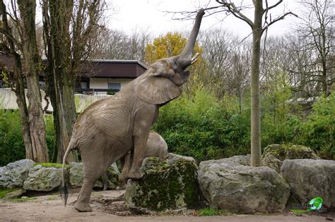 Duisburger Zoo, Zoo Duisburg - Highlights & Tipps zum Besuch | Freizeitpark-Welt.de