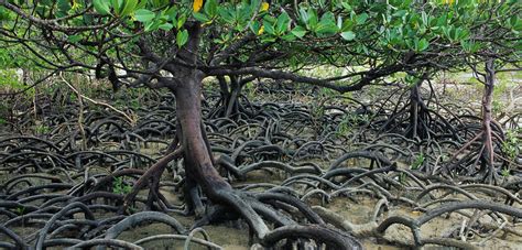 Mangrove Forests Are Being Starved of Mud | Hakai Magazine