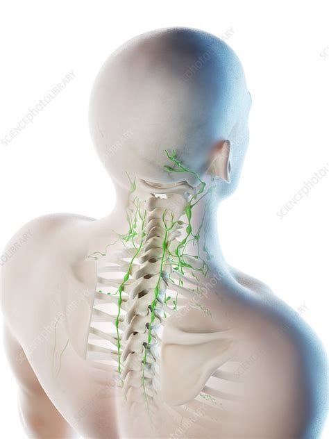 Back Of Neck Lymph Nodes