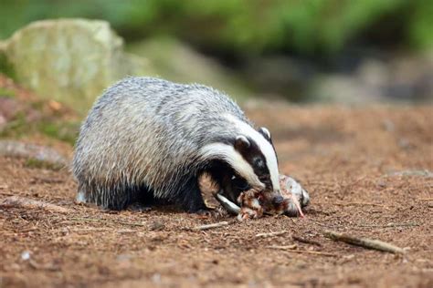 Badgers in Oregon: Habitat, Diet, and Predators – Nature Blog Network