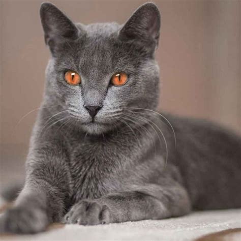 Korat | Information & Cat Breed Facts | Cat breeds, Cats, Grey cats