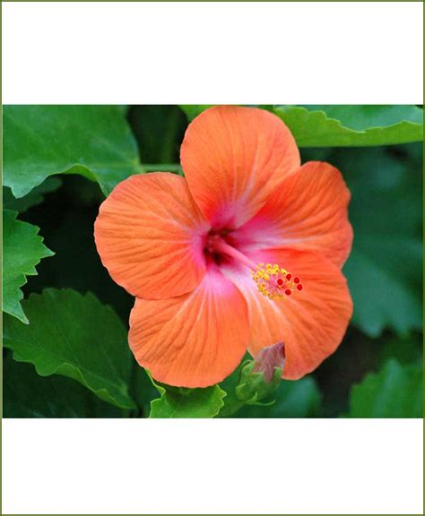 Hibiscus Orange