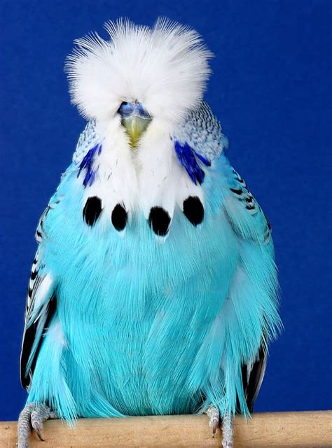 15 best Show Budgies images on Pinterest | Beautiful birds, Budgies and ...