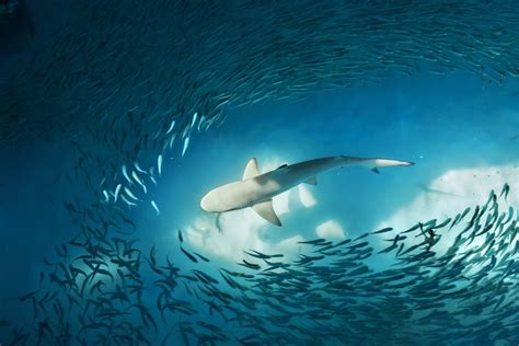 Shark Diving: The 16 Best Dive Sites in the World