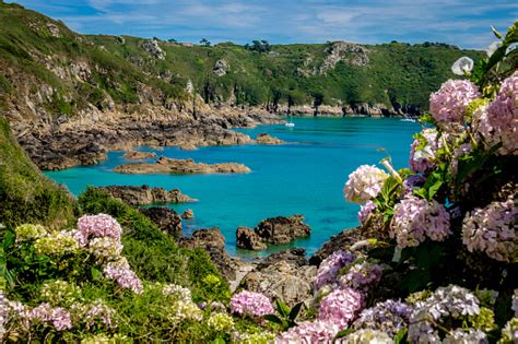 Hortensja W Moulin Huet Bay St Martins Guernsey Wyspy Normandzkie - zdjęcia stockowe i więcej ...