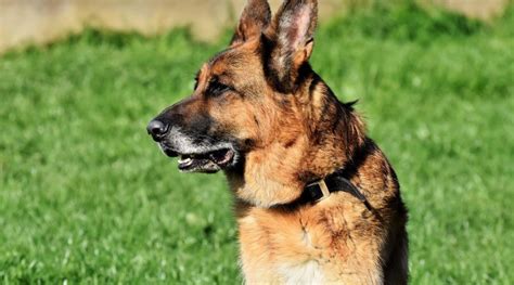 German Shepherd Hip Dysplasia Signs and Treatments | petietec