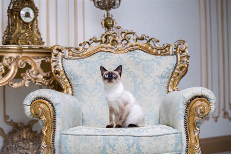 Most Expensive Cat: 20 Feline Friends That’ll Truly Dent Your Wallet ...