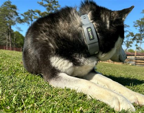 SpotOn GPS Dog Fence Review - Is It Worth $999 In 2024?