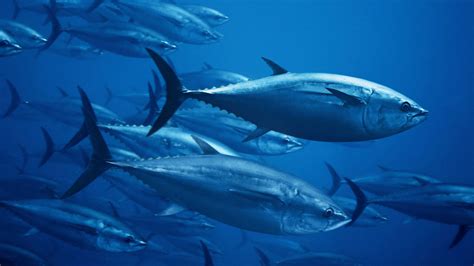 How Global Regulators Are Selling Out the World's Largest Tuna - Yale E360