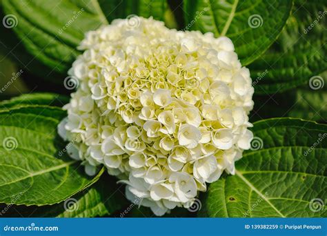 Yellow Hydrangea Blooming in Nature. Stock Image - Image of closeup ...