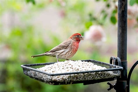 Safflower Seeds and the Birds That Eat Them