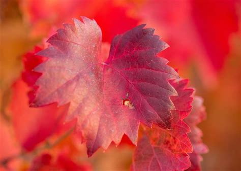 Tisana anticellulite | I tanti benefici della vite rossa sulla pelle