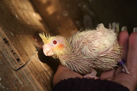 baby cockateil | Pet birds, Animal pictures, Cockatiel