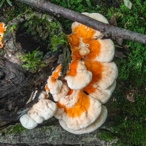 Chicken of the Woods Recipes - FORAGER | CHEF