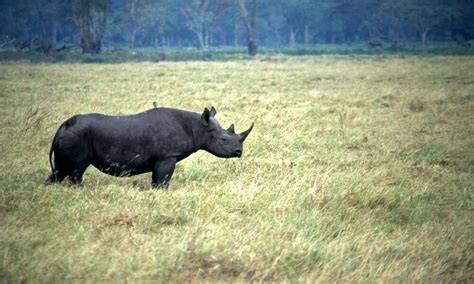 Black_Rhino_8.6.2012_Threats_HI_203212.jpg | Photos | WWF