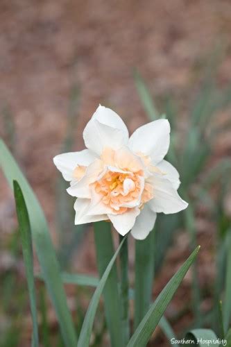 Spring at Gibbs Gardens: the Daffodils - Southern Hospitality